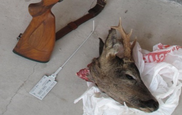 La cabeza del corzo fue transportada en el maletero del vehículo | FOTO: Guardia Civil